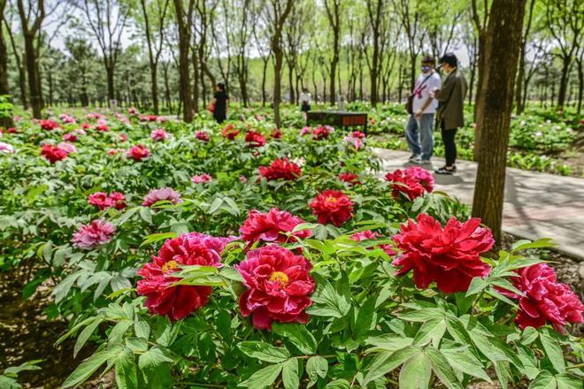 -2：三大+书市+特色小镇打卡文旅新地标冰球突破豪华版app120小时玩转副中心(图2)
